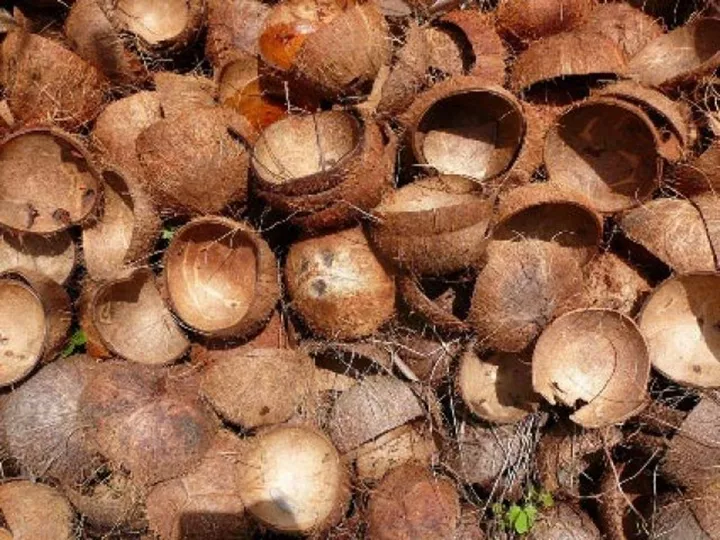 coconut-shell