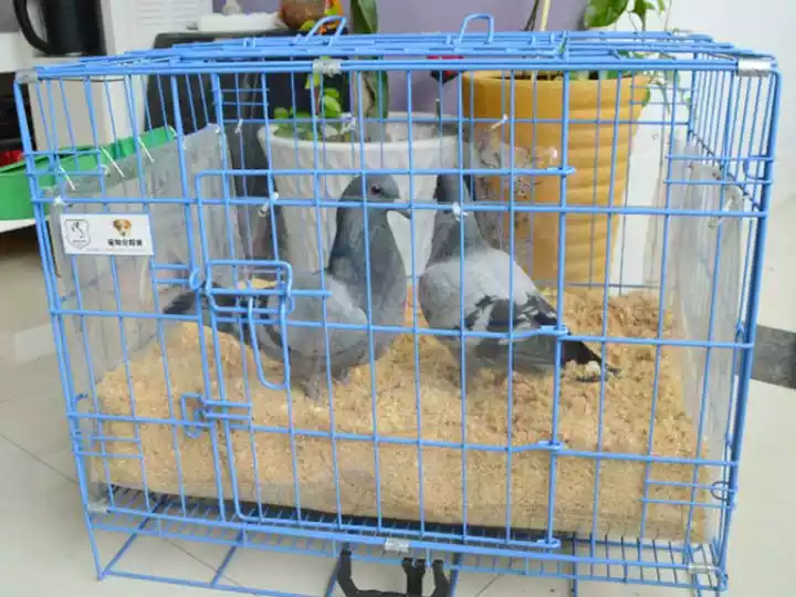 Máquina afeitadora de madera para ropa de cama para palomas